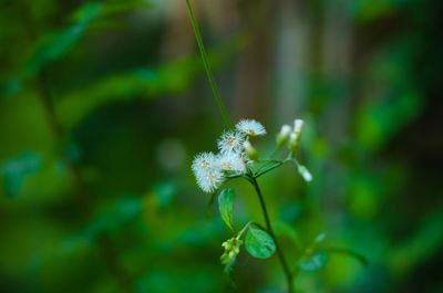 Close-up of fresh flowers