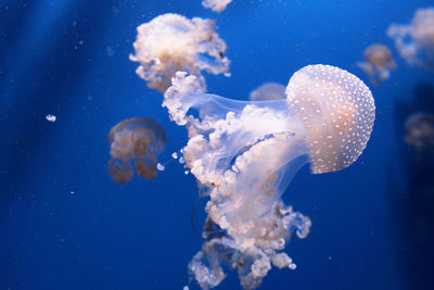 Close-up of jellyfish swimming in water