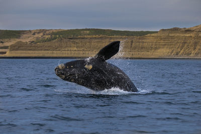 Whale swimming in sea