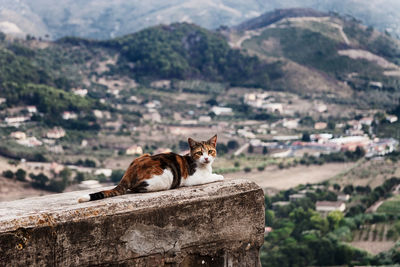 Cat relaxing on mountain