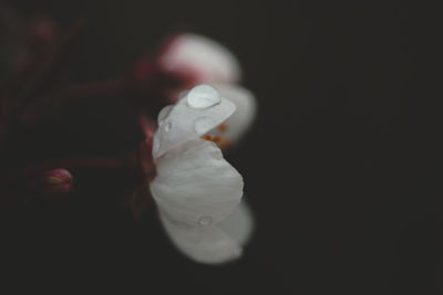 Close-up of white rose against black background