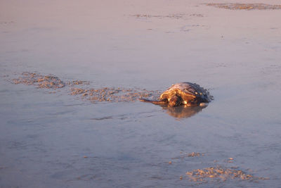 Turtle swimming in sea