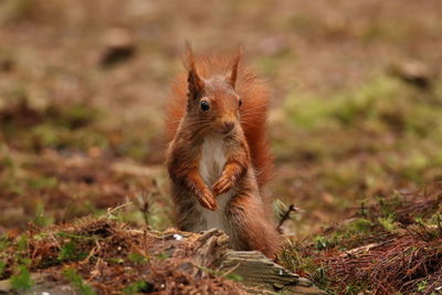 Close-up portrait of squirrel on field