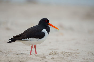 Close-up of a bird on beach