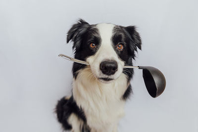 Close-up portrait of dog against white background