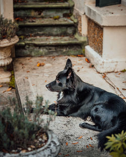 Black dog looking away