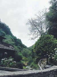 Road amidst trees in forest against sky