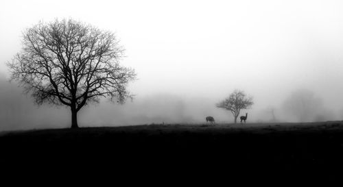 Bare trees on landscape against clear sky