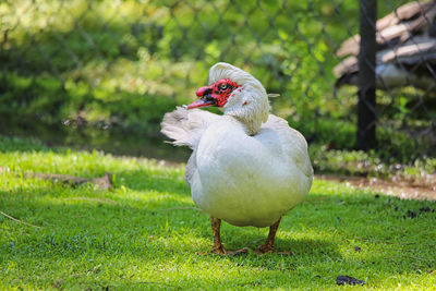 Close-up of bird on field