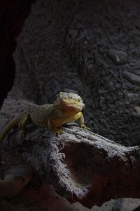 Close-up of lizard on rock