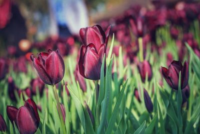 Close-up of purple tulip flowers on field