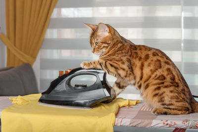 Funny red cat at home ironing a t-shirt on an ironing board.