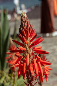 Close-up of red succulent plant