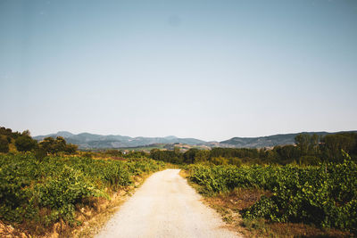 Stone path surrounded by vegetation against mountains and blue sky