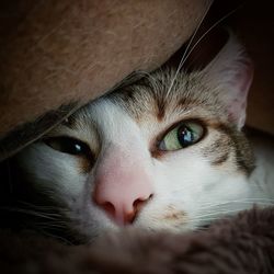 Close-up portrait of cat