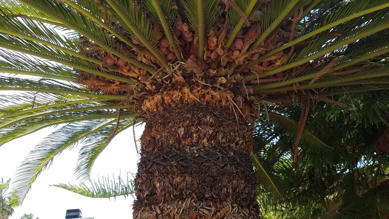 LOW ANGLE VIEW OF PALM TREE