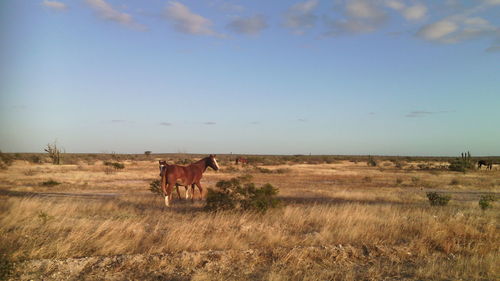 Horse standing on field