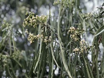 Close-up of flowering plant