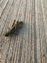 High angle view of insect on wood