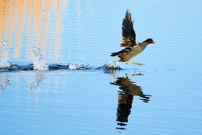 Bird swimming in lake