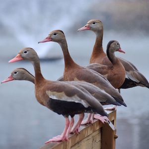 Close-up of seagulls perching on wooden post