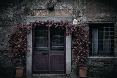 Potted plants on window of old building