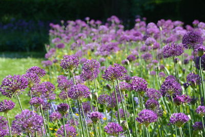 Close-up of fresh purple flowers in field