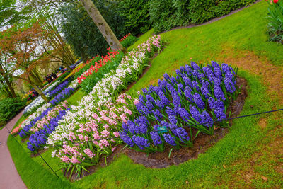 Purple flowering plants in park