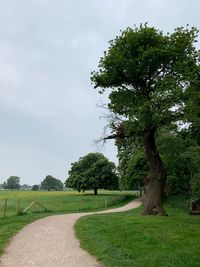 Trees growing on field against sky