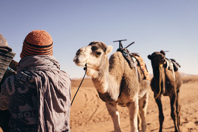 Rear view of horse standing in desert against sky