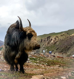 Lion standing in a field