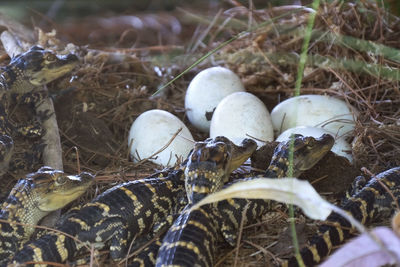 Newborn alligator near the egg laying in the nest. little baby crocodiles are hatching from eggs. 