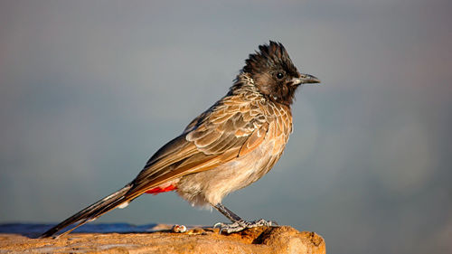 Close-up of bird perching on branch