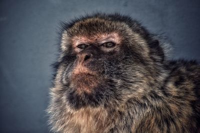 Portrait of monkey