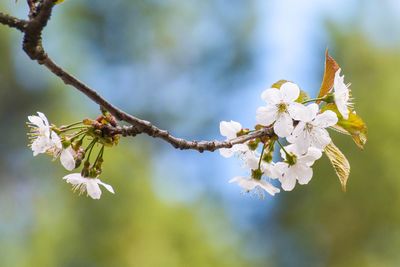 Close-up of apple blossoms in spring