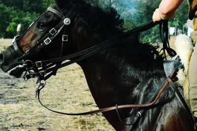 Side view of black horse on field