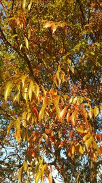 Low angle view of tree branches