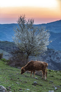 View of a horse on field during sunset