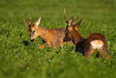 Deer in a field