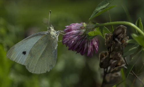 Close-up of butterfly pollinating on pink flower