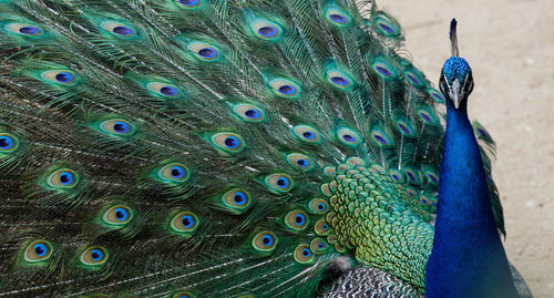 Close-up of peacock