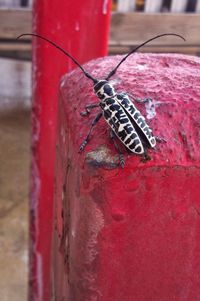 Close-up of insect