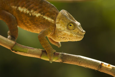 Close-up of a lizard on a tree