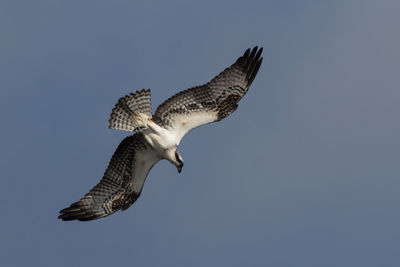 Low angle view of bird flying against clear sky