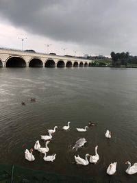 Flock of birds on bridge over river against sky