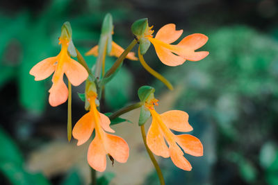 Close-up of orange flowering plant