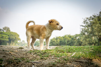 Dog standing on field against sky