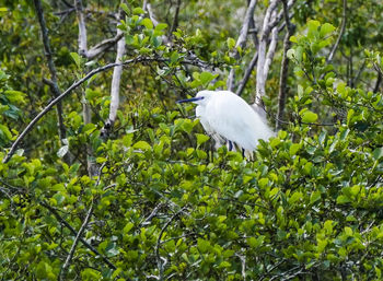 White heron perching on tree