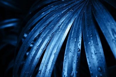 Close-up of water drops on wood