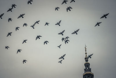 Low angle view of birds flying